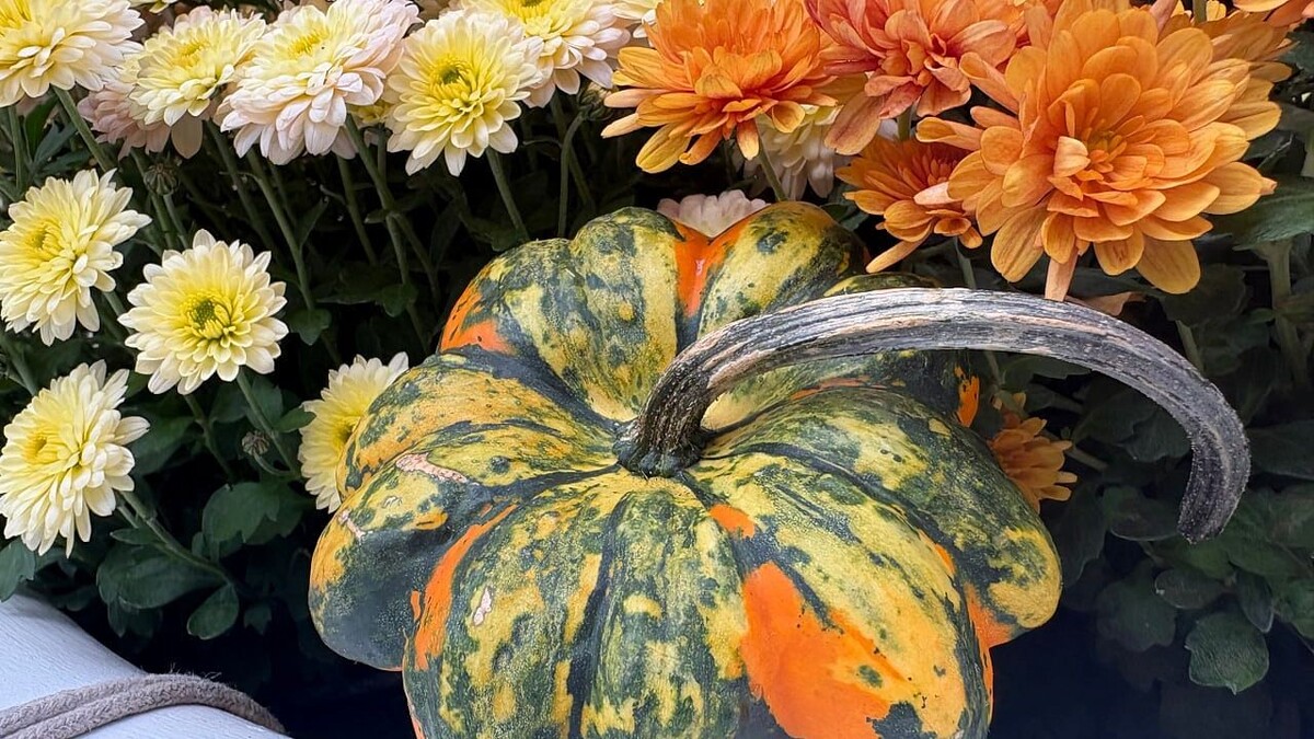    Фото: телеканал «Краснодар»