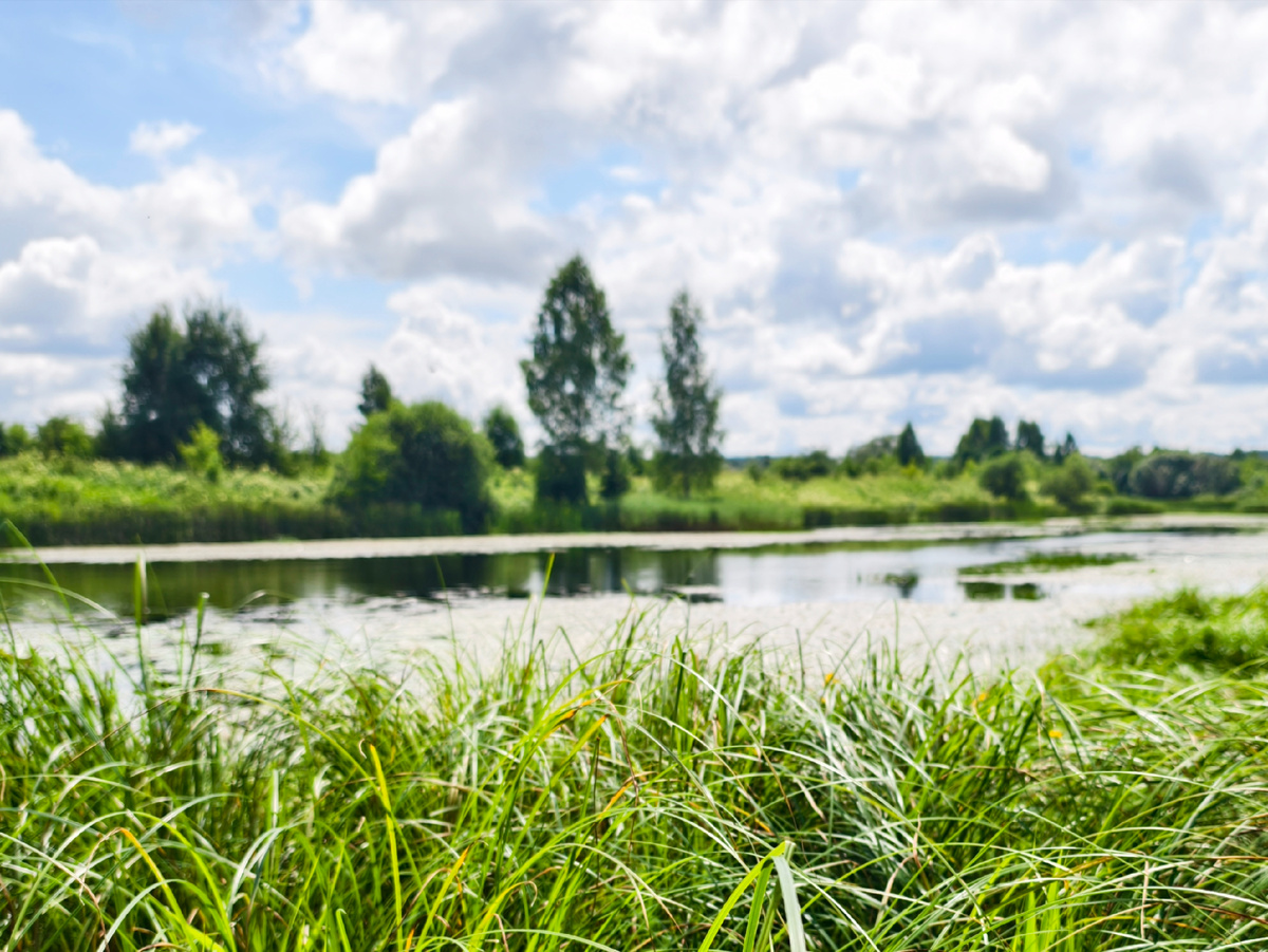 Зеленое лето