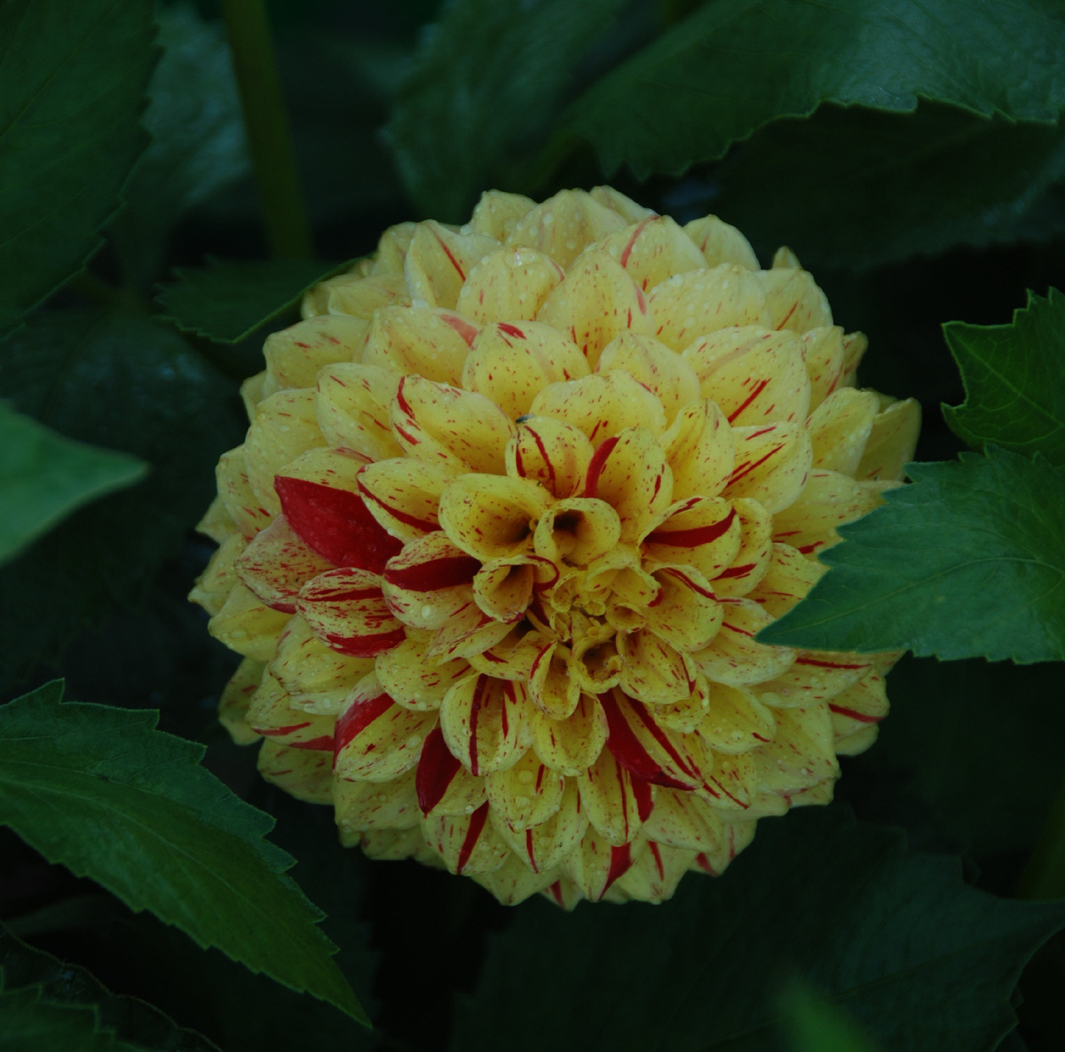 Мамины георгины