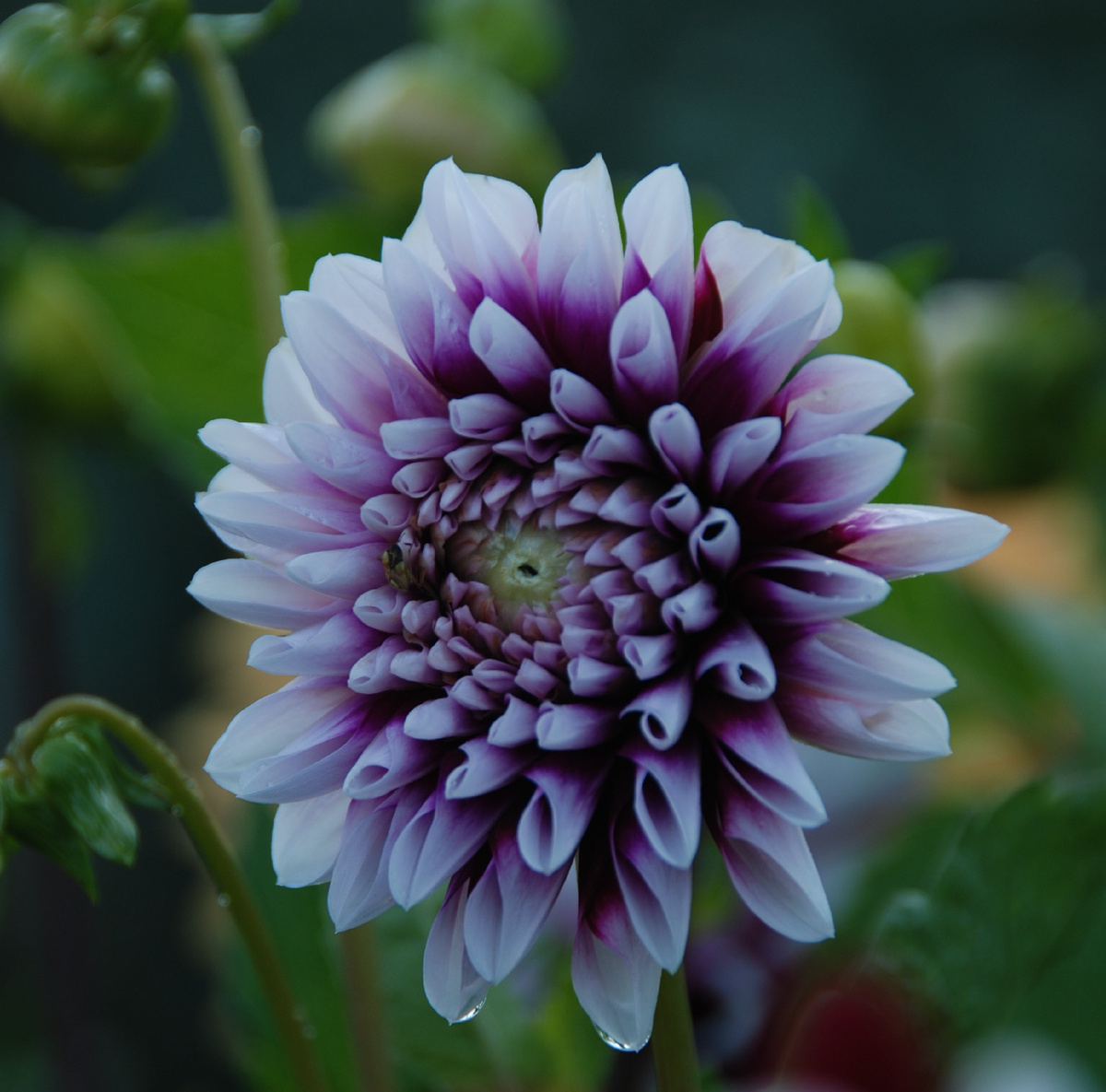 Мамины георгины