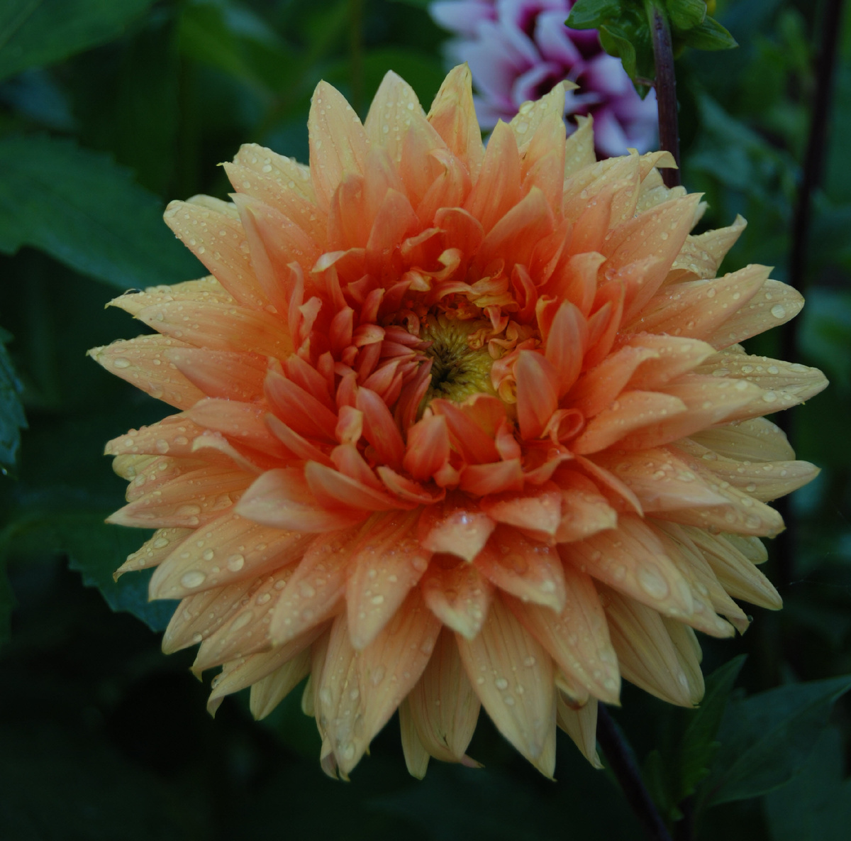 Мамины георгины