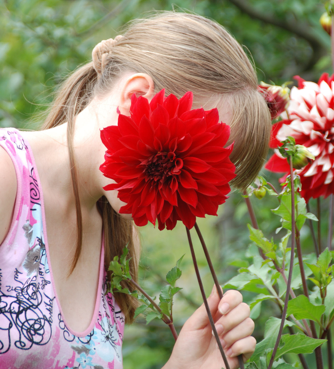 Крупные цветы деревенских георгин в нашем саду