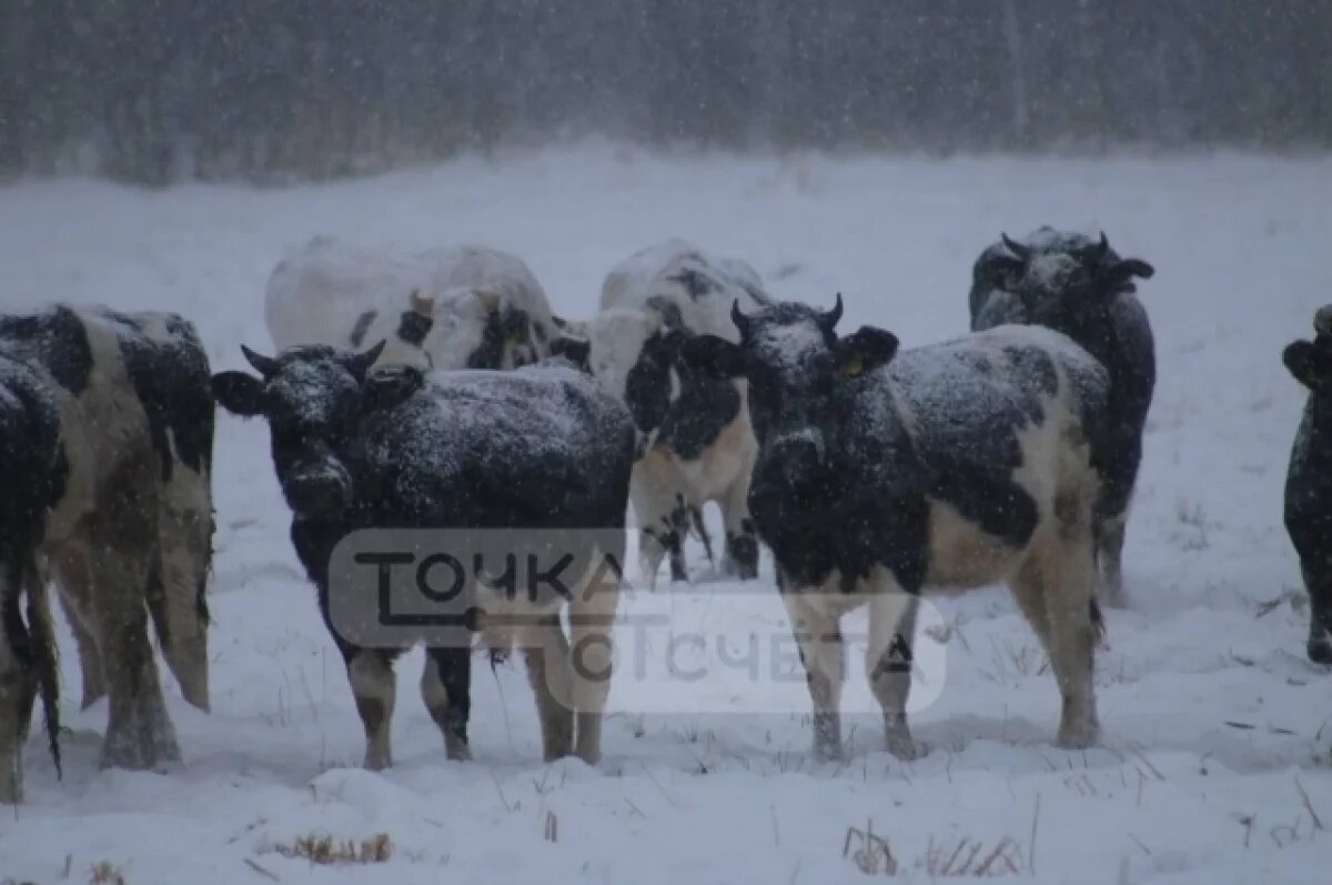    Стадо замёрзших коров пасётся в сугробах в Углегорском районе