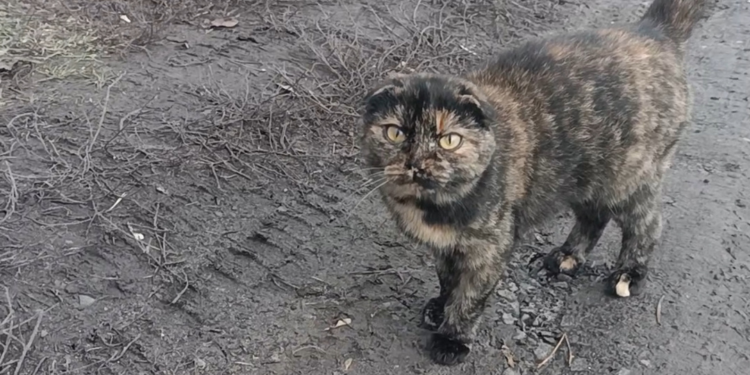 Зиму они не переживут. У монастыря на отшибе замерзают котики