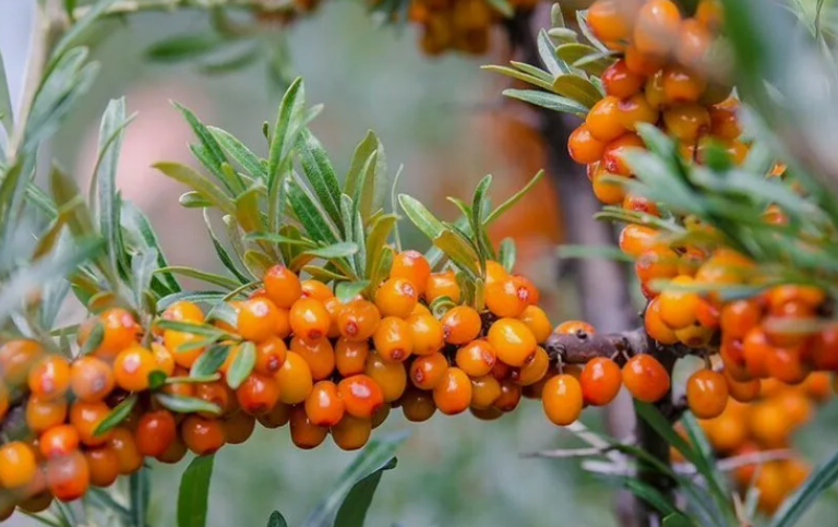 Облепиха крушиновидная