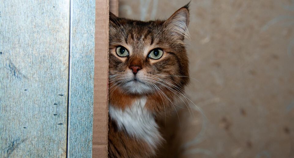    Svetlana Vozmilova/Global Look Press / www.globallookpress.com