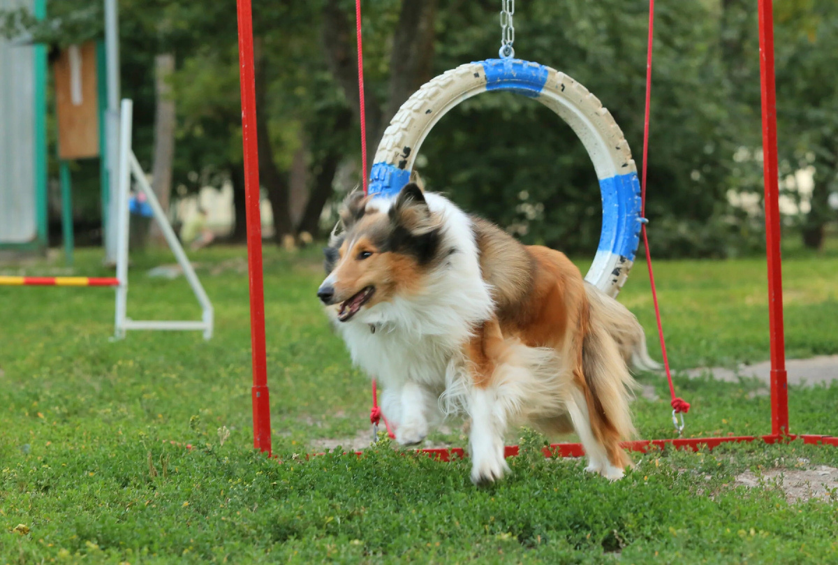 Активная и шустрая порода