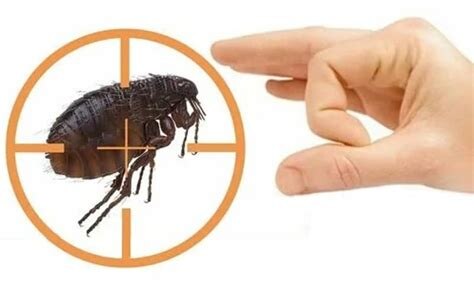 Как вывести блох в доме