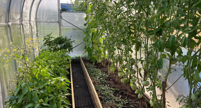    Утепляю старую теплицу дедовским способом - в марте уже получаю свежую зелень