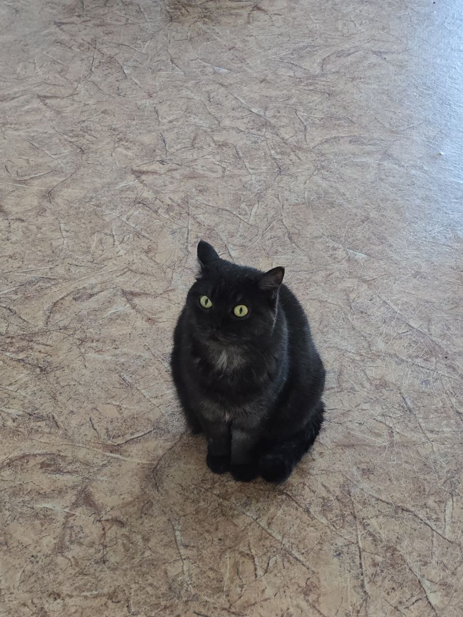 Кошка Маша. Окрас - черный дым. Характер - брутальный бетон. 