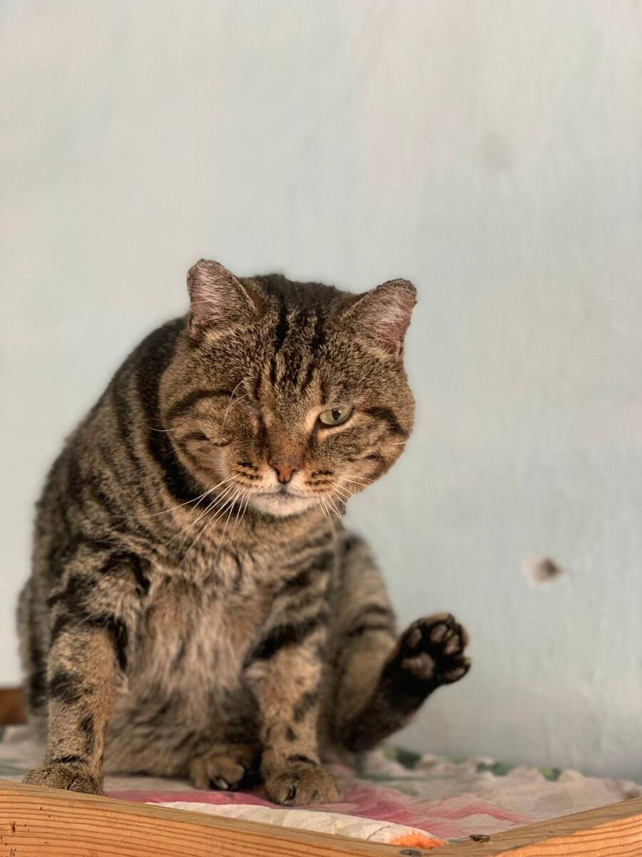 Кот Один. Вид серьзёзный, характер - мягкий. 