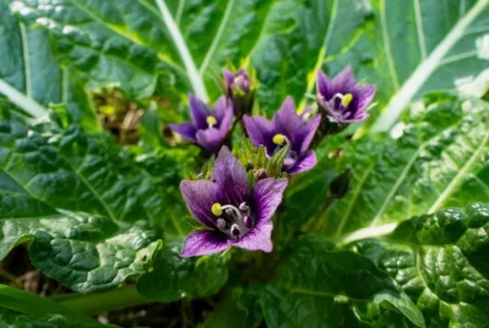 Цветущая мандрагора в естественной среде. Редкий кадр с таинственным растением, которое скрывает свою магическую силу под землей