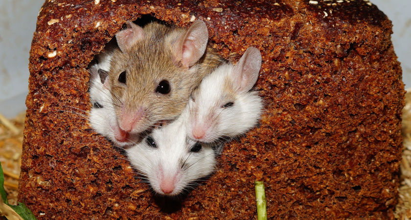    Как мыши выбирают себе дом для зимовки: и как отпугнуть их раз и навсегда