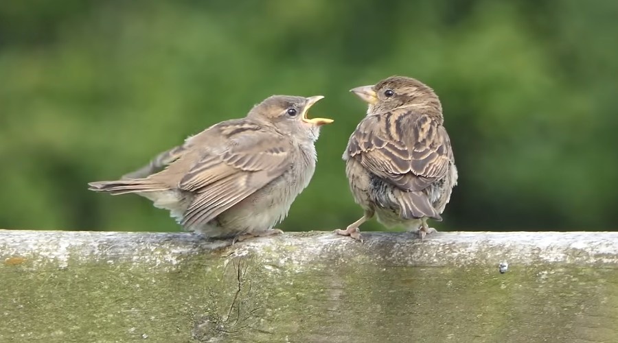Китаю не понравилась прожорливость этих маленьких птиц.