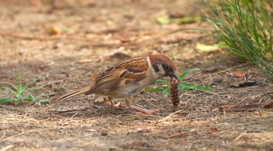 Воробьи уничтожают гусениц и других вредных насекомых.