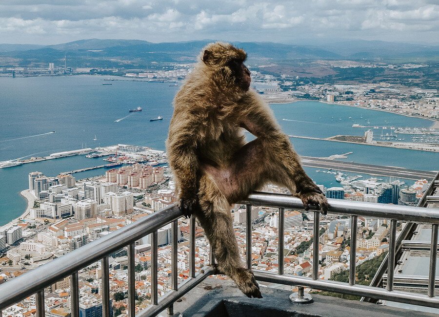 Обезьяна-магот и чарующие окружающие виды