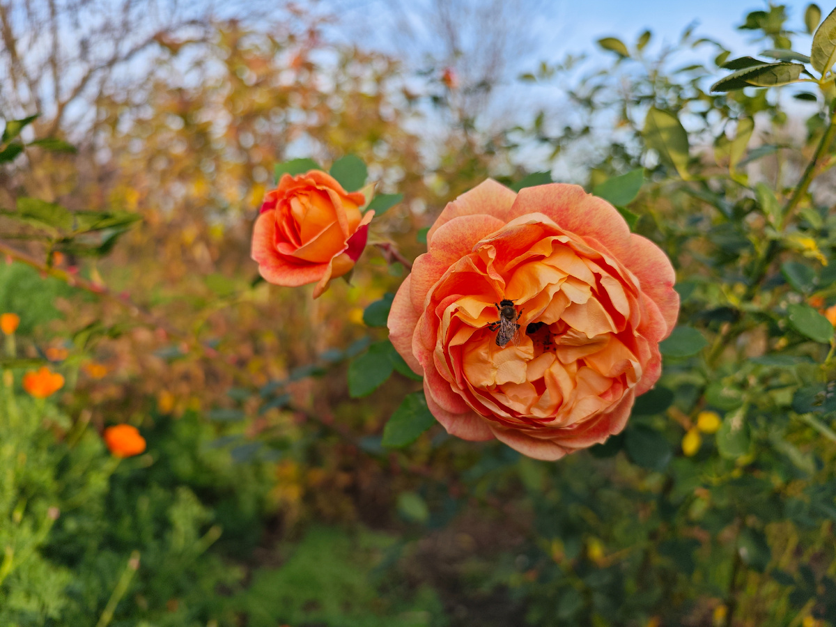 Леди оф Шалот и пчёлки 