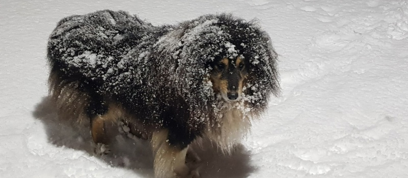    Ирина Меркова