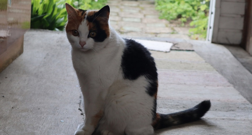    Почему кошки пинаются задними лапами: как вовремя понять сигналы питомца