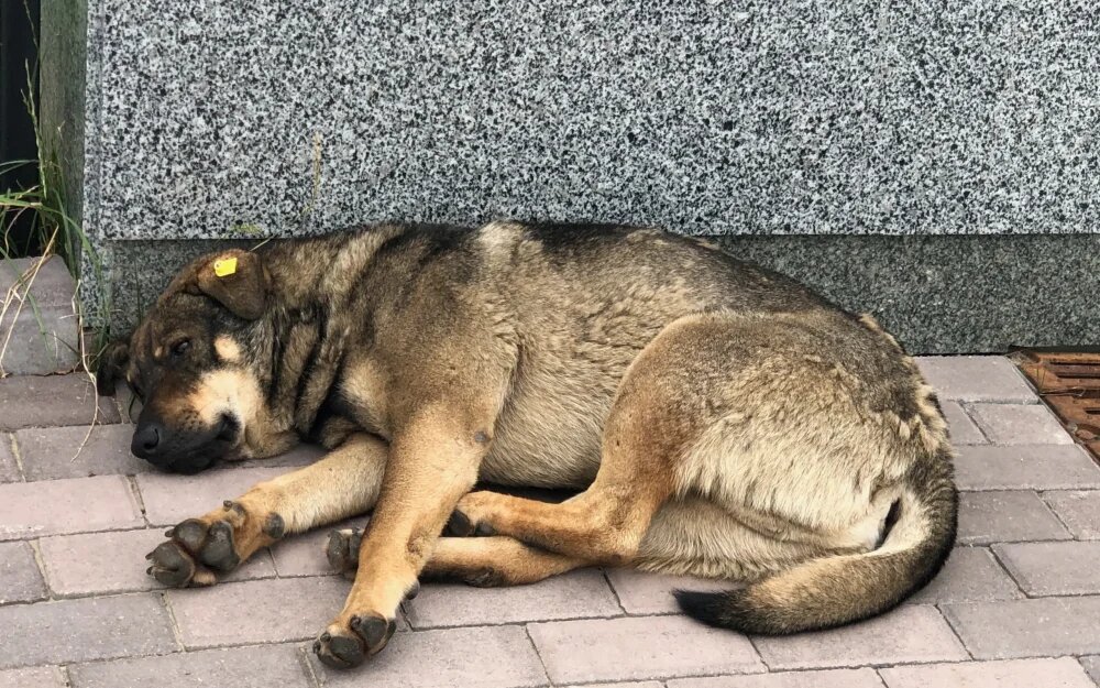    Фото: «Брянские новости»