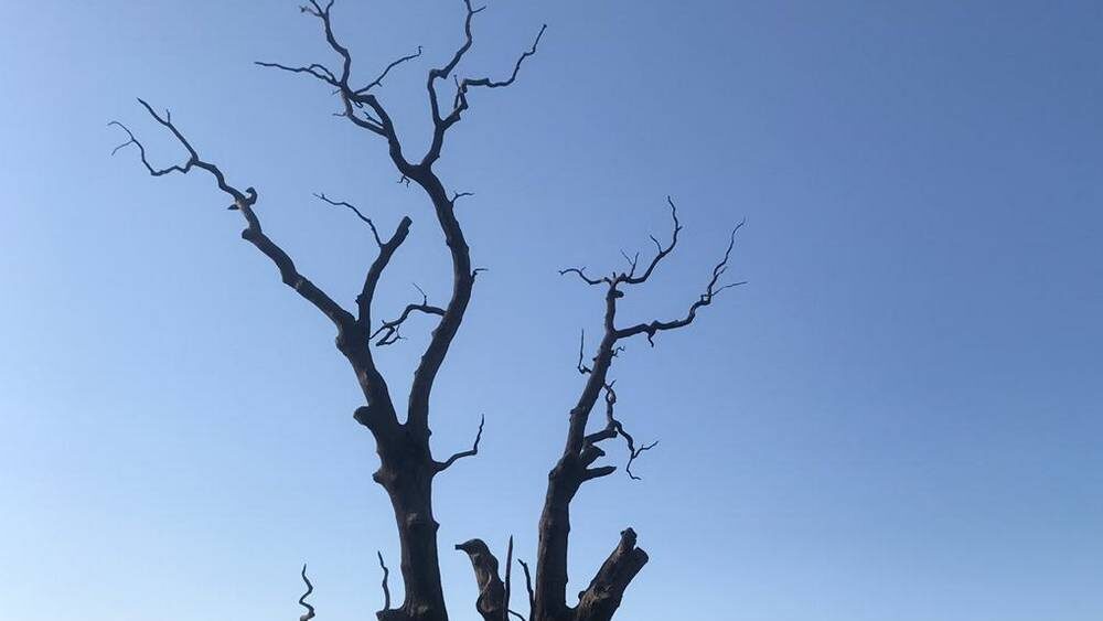    Фото: «Брянские новости»