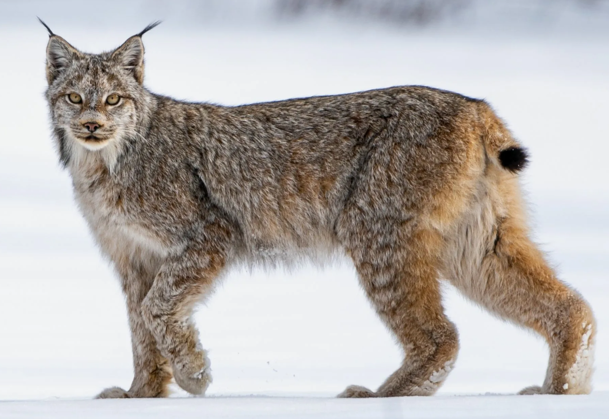 Лапа канадской рыси — почти как у снежного барса, но шире пропорционально к телу.