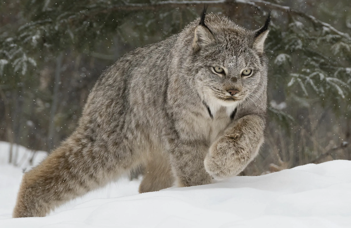 Она может идти по рыхлому снегу, где даже волк проваливается по грудь.