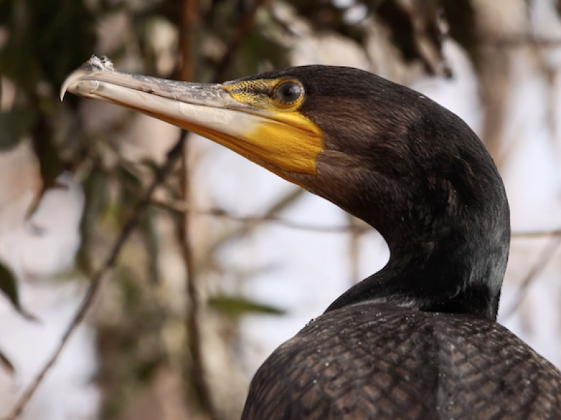 © Фото: bst.bratsk.ru