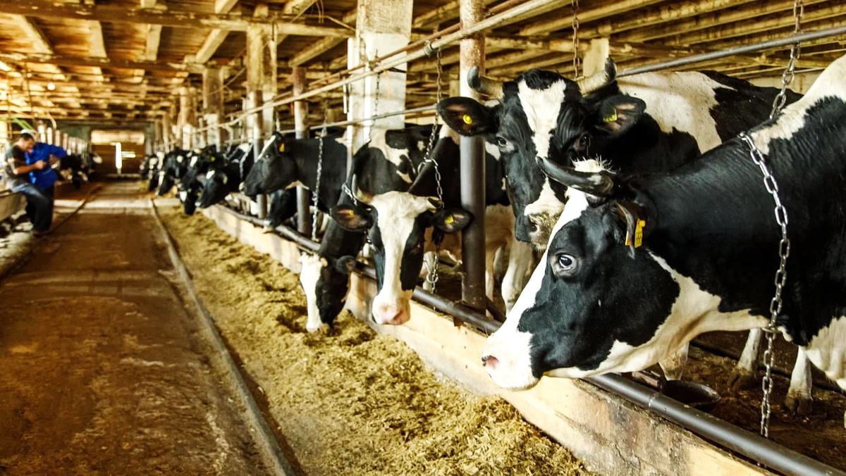    Ветеринары Югры обследовали почти 2000 животных на вирус лейкоза