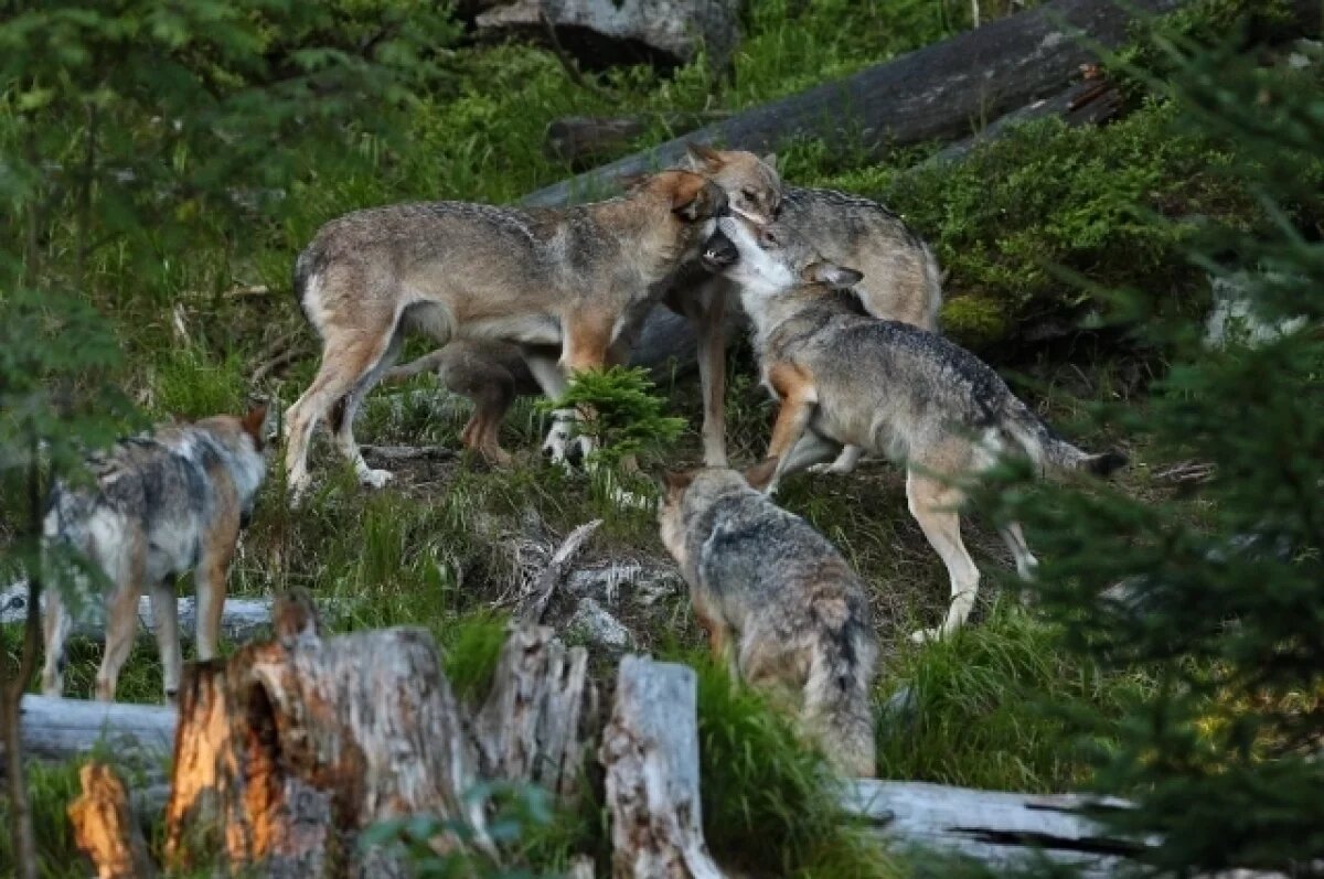    В Оренбуржье назвали фейком новости о нападениях стай волков на людей