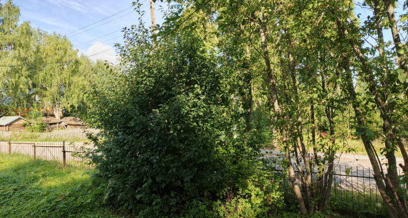    8 деревьев, которые никогда нельзя сажать около дома - быть беде. Запомните раз и навсегда