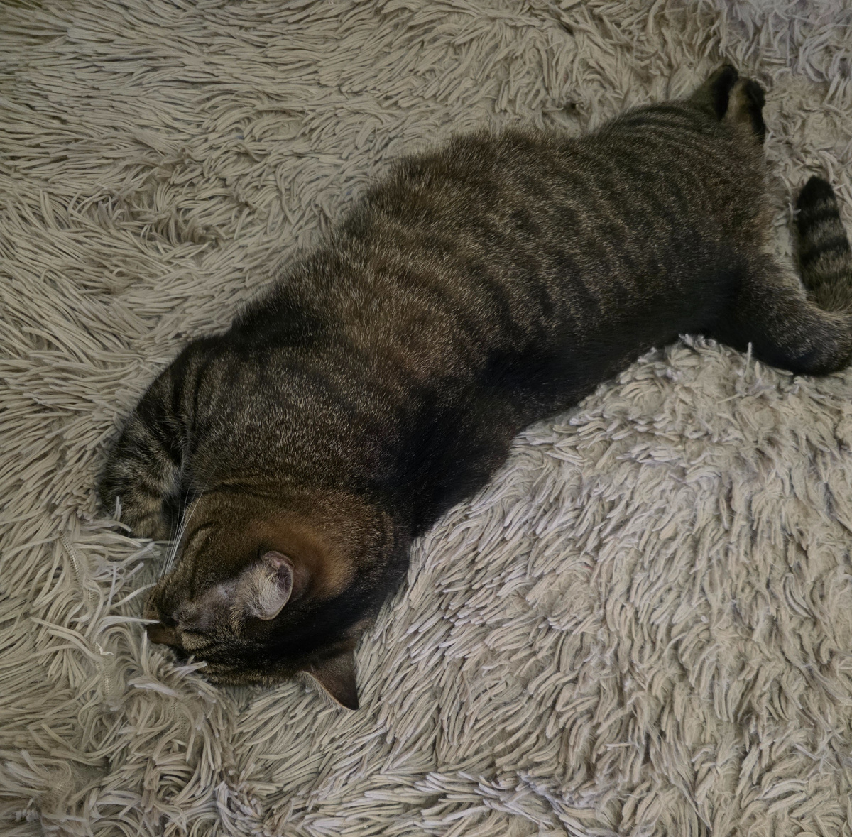 Прайс спит после уколов