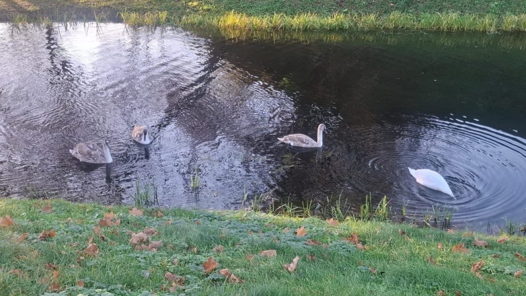    Департамент животного мира Марий Эл