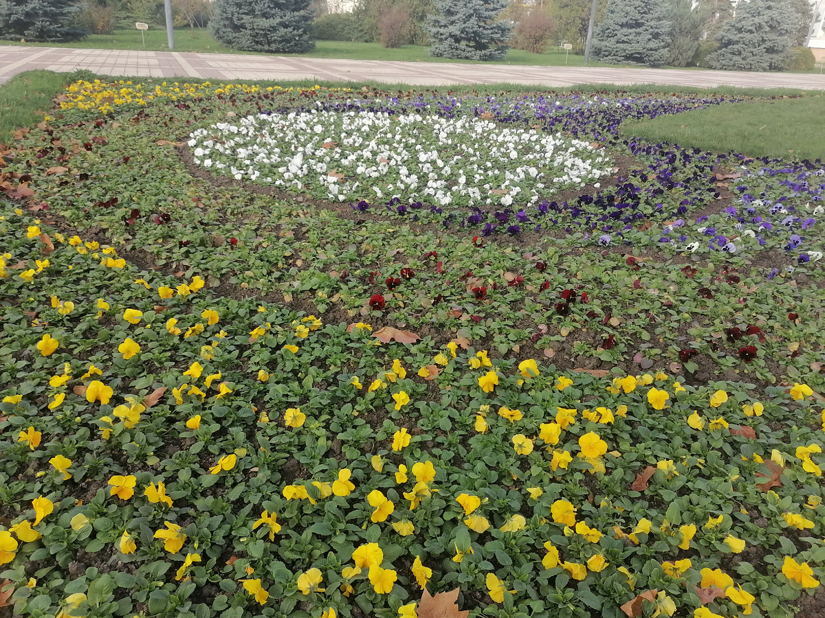 Клумба у администрации засажена анютиными глазками, они будут цвести всю зиму, не так пышно, но без перерыва, даже под снегом, если он выпадет