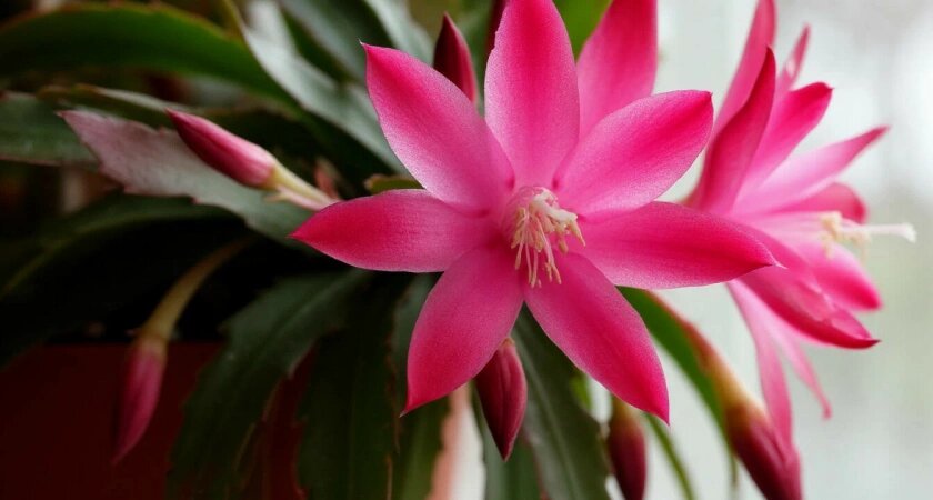    Проведите декабристу чайную церемонию. Зимой он отблагодарит вас - обалдеете от роскошного цветения