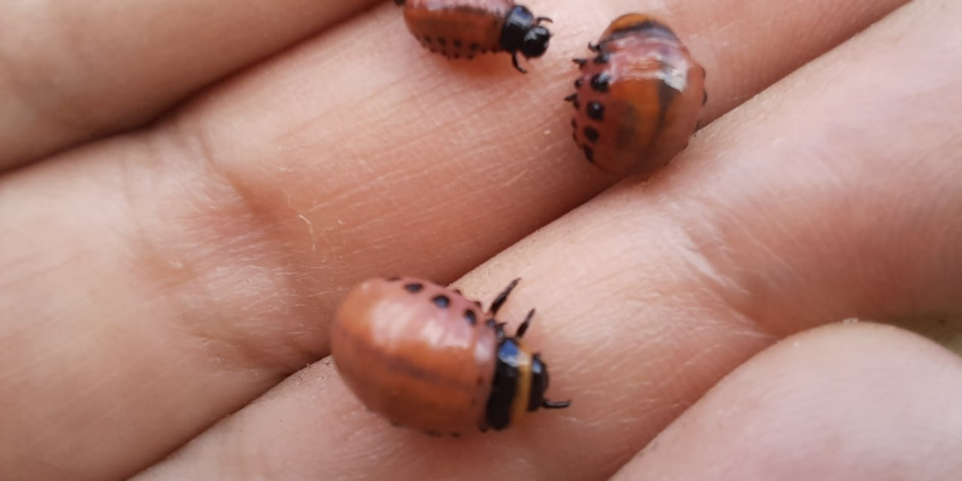 Колорадский жук в цифрах и зачем нам это надо