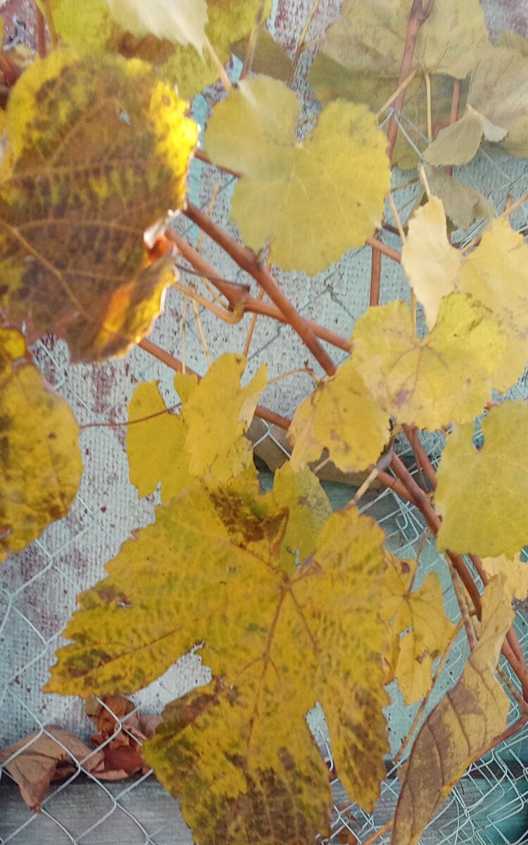 Случайное фото, виноградные листья.