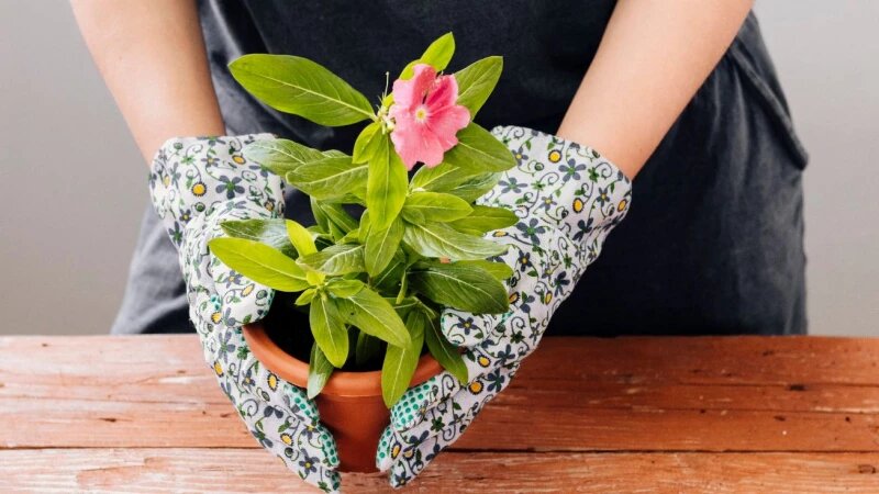     Комнатные цветы. freepik.com/freepik