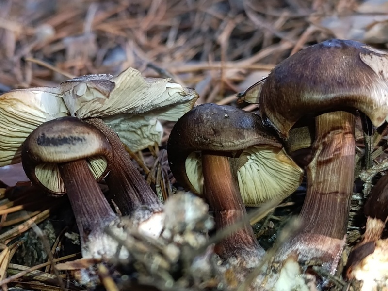     Фото: «Грибы Екатеринбурга и Свердловской области» во «ВКонтакте»