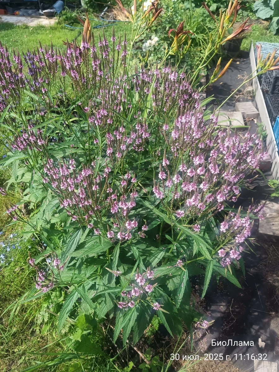 Вербена копьевидная розовая (и одно растение голубой)