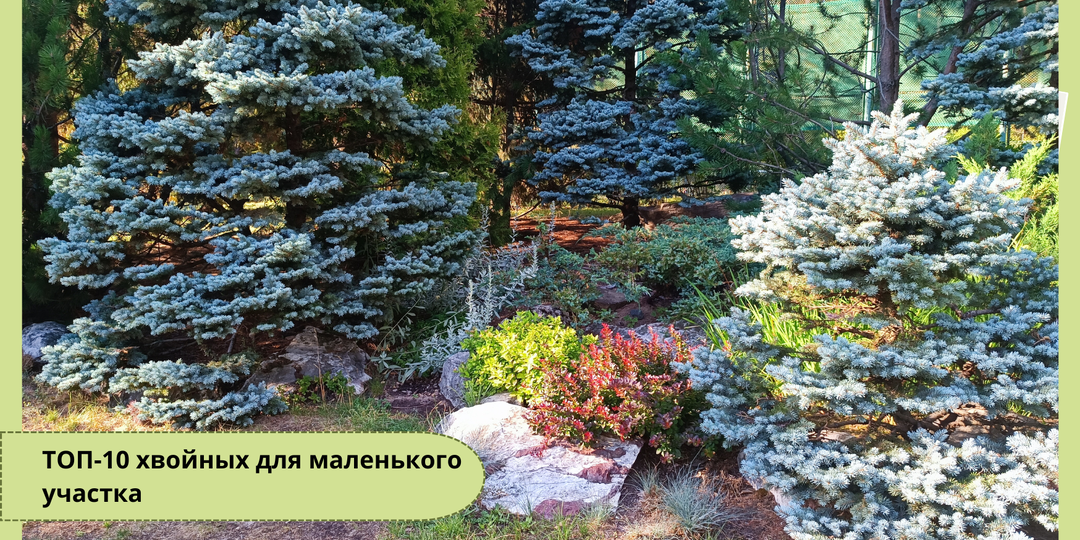 ТОП-10 хвойных для маленького участка: какие выбрать, чтобы через 10 лет не вырос лес