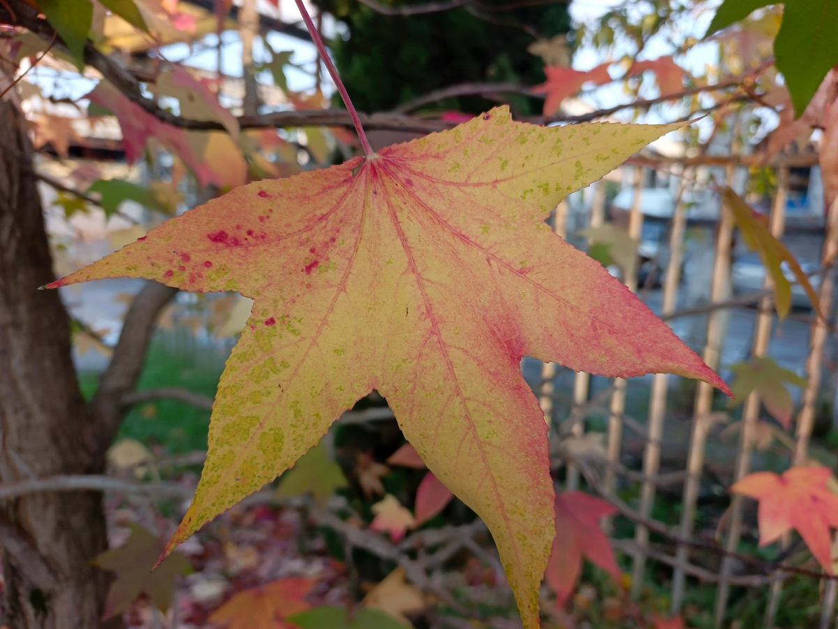 Адлер, ноябрь 2025 года