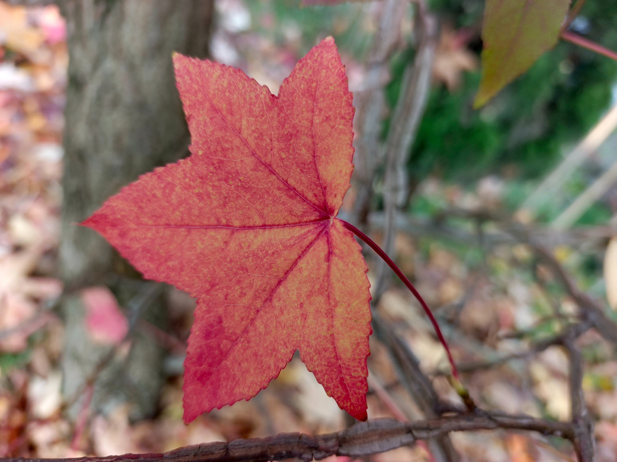 Адлер, ноябрь 2025 года