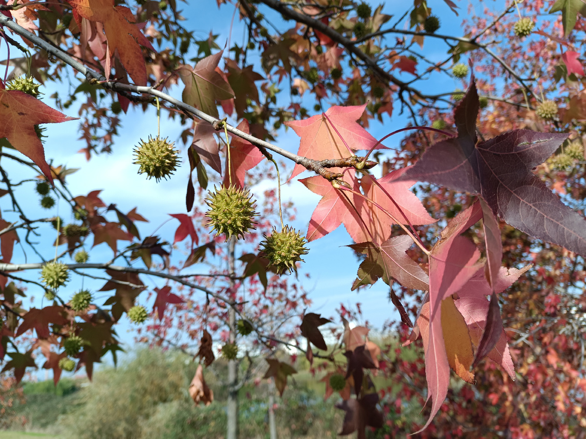 ФТ Сириус, ноябрь 2025 года