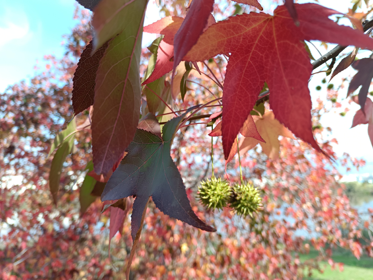 ФТ Сириус, ноябрь 2025 года