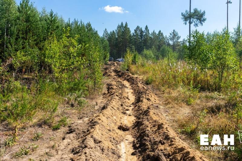    Противопожарный ров в лесу