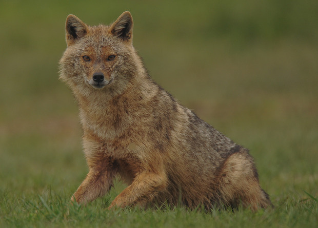 Готовы заглянуть в глаза дикой природе? Этот взгляд умнее, чем вы думаете.