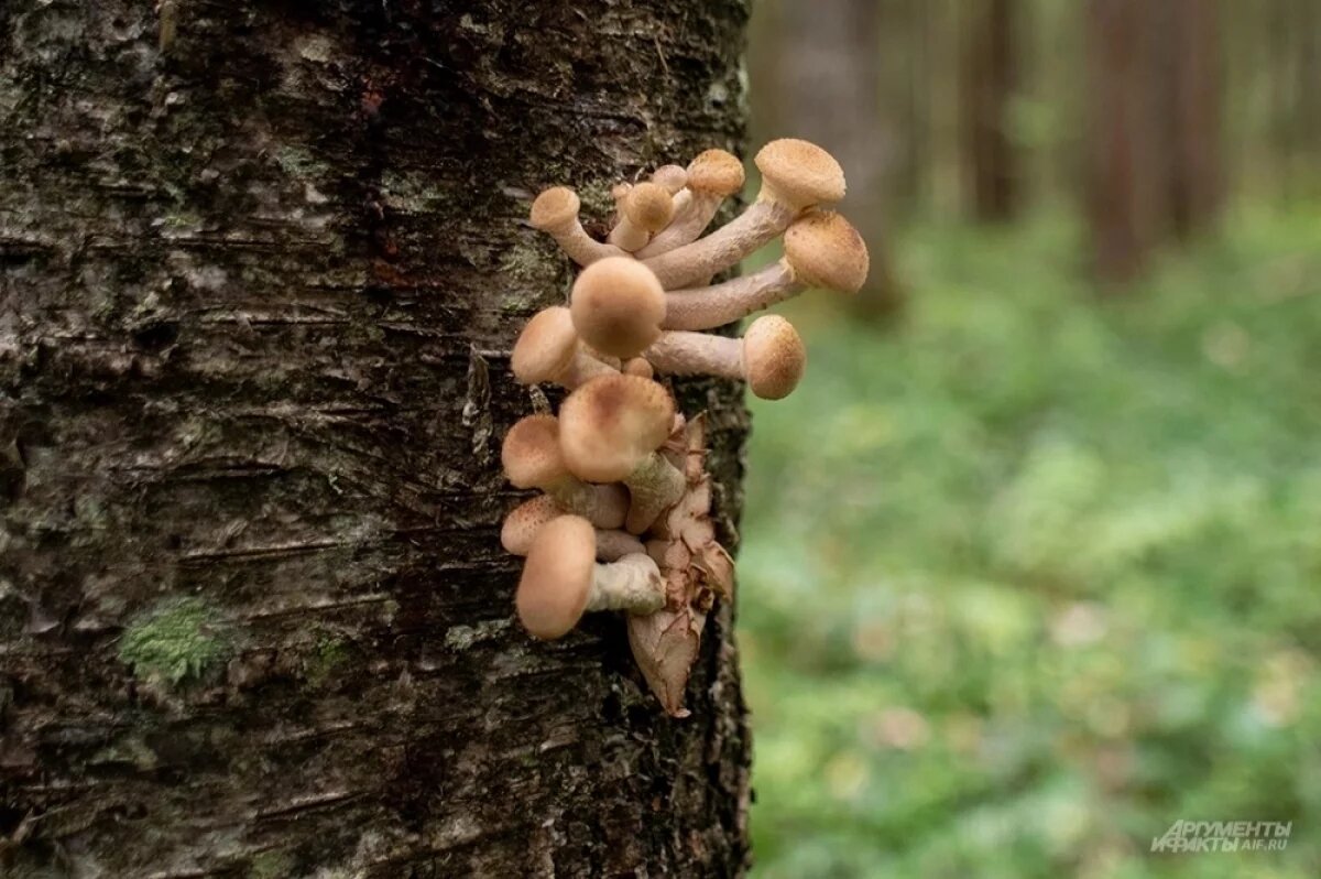    Саратовчанка заметила урожай зимних опят на стволе грецкого ореха