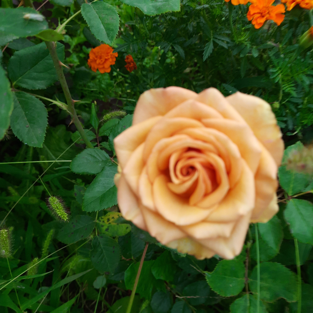 Марракеш роза