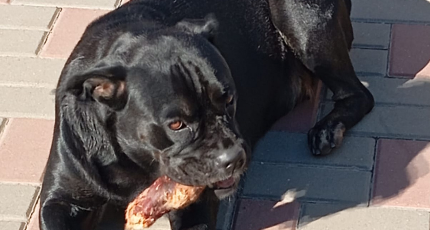    «Жить долго и счастливо» – это вовсе не про стерилизованных или кастрированных собак